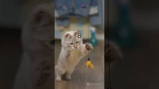 Why don't you know that? #Cats #CatCrisis #FelineLife #CatCare #PetAdvice #Shorts