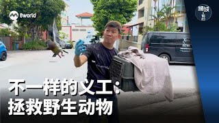 狮城有约 | 不一样的义工：拯救野生动物