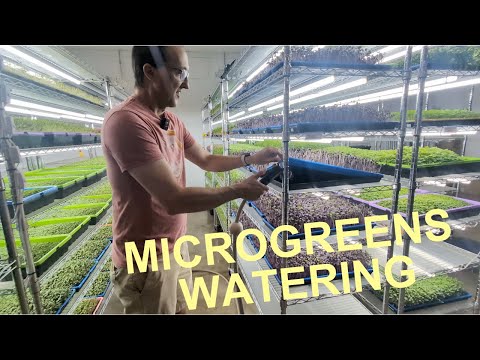 Microgreens watering basics