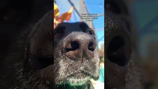 Ask me 😈 #askmeanything #dog #blacklab #blacklabrador #doglover #dogsoftiktok #labs #dogs