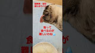 梨って食べるのが難しい #認知症犬