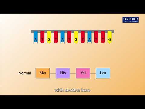 Animation 26.2 Gene mutations