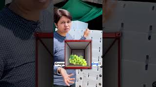 Grapes Export Packaging! #kdsushma #exportimport #grapes #grape #learnexportimport