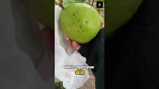 Jumbo Guava Big, Bold, and Bursting with Goodness !! #fruit #nature #viralshort #shorts