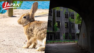 The Rabbit Paradise with a Dark Past Erased – Okunoshima Island | Hiroshima, Japan Travel