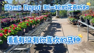 Home Depot 花卉打折了。【莎拉养花】