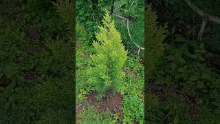 #shrots #ytshorts #plants #garden #gardening #nature #trdingshorts #viral #thughtfulquote
