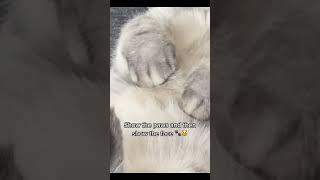 His little cat paws are the cutest 🤪 #catpaw #paws #cutestcat #floofycat