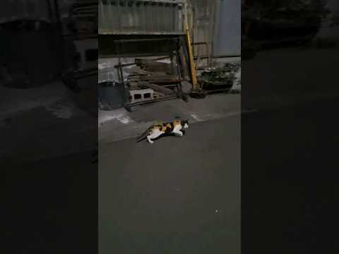 這隻貓跑得超級慢！The cats runs very slowly！#cute #funny #cat