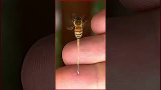 Bee sting - What does a bee sting look like #bee #bees #beesting #shorts