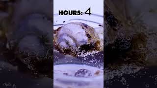Abandoned Snail Shell vs Vinegar #coolexperiments #crazyexperiments #scienceismagic #shorts