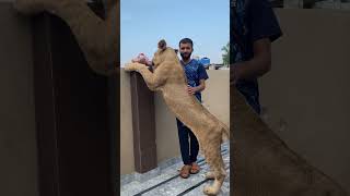 The Hungry Lion’s Feast#lioneat#lionhungry#Lionhunt#lion#Lionangry#lioncub#lionlove#lionvsanimals