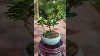 杯豆藝樹森林--微型盆栽-金剛鑽羅漢松