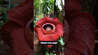 The Monster Flower You've Never Heard Of! StrangeNature #CorpseFlower #WildDiscovery #JungleMystery