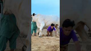 MANDI ADVENTURE 😂 #funny #trending #bakramandi #eidmubarak