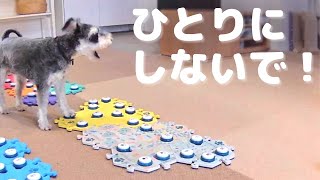 淋しいとこうなってしまいます【しゃべる犬】