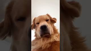 When your dog forget how to be a dog! #funny #dog #fyp #foryou #dogs #doglove