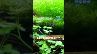 第一次直觀感受到光合作用，課本上的知識具象化了！#新華新知