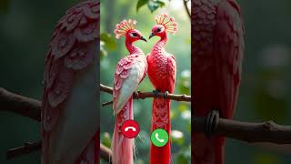 #ringtone #birdlove #love #bird #beautiful #cute #shorts #millionviews #million