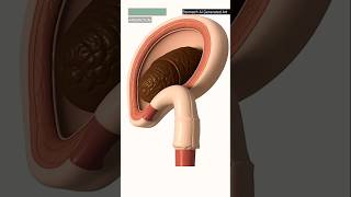 Constipation in Digestive System | 3D Animation Explained | Stomach AI Generated Art