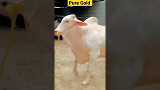 Golden Cow #shorts #500subs