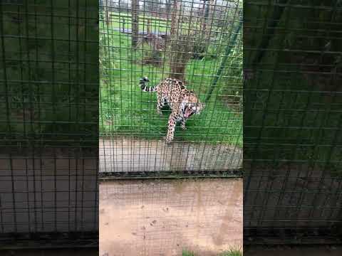 This jaguar wasn’t a happy  kitty 🐆 #animal #tiger #cat #jaguars  #amazon