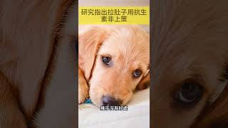 研究指出犬貓拉肚子用抗生素非上策 #寵物 #毛孩 #毛小孩 #中醫養生 #自然療法 #益生菌 #益生元 #鮮食 #千金爸媽的天然鮮食堂 #毛孩健康的靠山 #毛孩健康鮮食同好會
