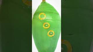 How Does a Chrysalis Breathe?
