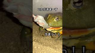 うまっ！！ #shorts #カエル