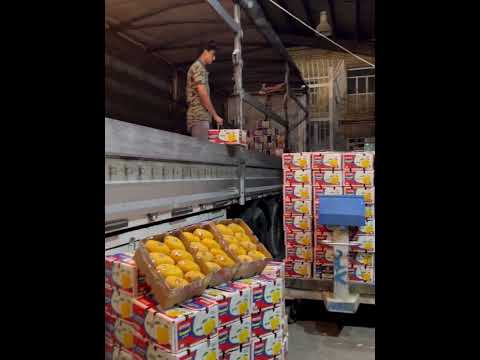 #MangoExport #IndianExporters #FreshFruits #ImportExport #TradeOpportunity #Mangoes #ExportFromIndia