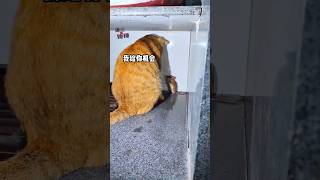 猫：让你竖着进来横着出去