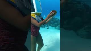 #borabora #underwater #travel #shorts #ocean #astronautintheocean