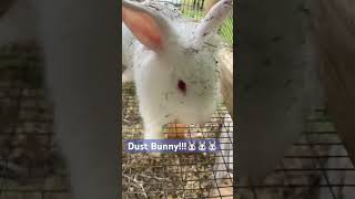 Someone’s Playing in the Hay #farmfriends #animals #cute #farming #pets #bunny #rabbit #rabbits