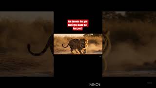 #LionVsTiger #DominantLion #WildlifeCinematic #SavannahKings #AnimalShowdown #NatureDrama```0