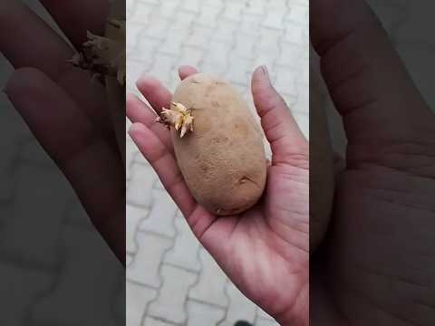 आलू  #Potato 🥔