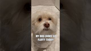CUTE DOG LOOKS SO FLUFFY! #fypシ #shorts #dogshorts #foryou
