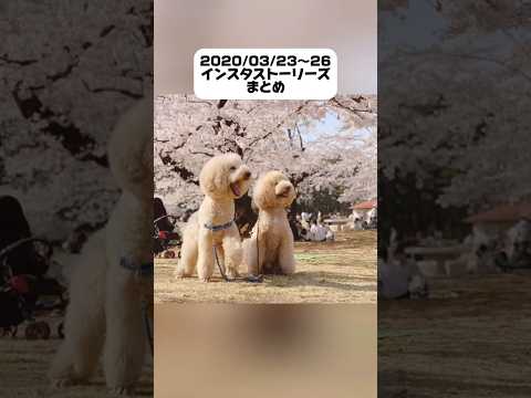 【過去のストーリーより】#愛犬#犬のいる暮らし #大型犬#プードル#桜馬トウカ