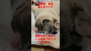 眼振治まりました#認知症犬 #shorts