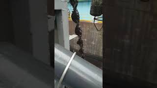 Barracuda 4 - Ambar Oil Skimmers