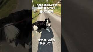 IQが一番高い犬に毎日話しかけ続けた結果