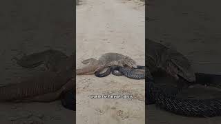 這種罕見的大戰誰更厲害？#動物世界#野生動物零距離