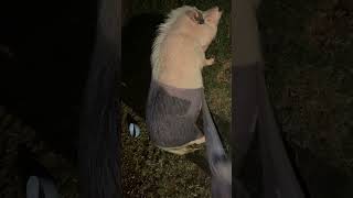 Large and in charge #pig #pigs #animal #funnypig #cute #funnyanimal #minipig