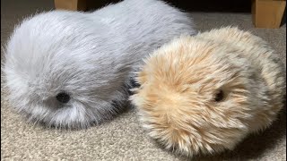 Cupboo AI Intelligent Pet Robot Plush Companion Update, Moflin Comparison & Answering your Questions