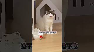 luca:我是间歇性耳聋#萌宠出道计划#萌宠#猫