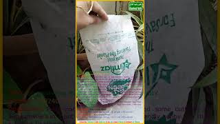 Bougainvillea from cuttings || My green DIY || v20240116Tu1205z5P