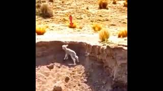 Mother sheep love baby sheep #sheep #shorts #deer #viral #hindishorts #howtoviralshorts #viralshorts
