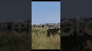 lion hunting#wildanimals #wildlife #wildrift #lionhunt #lionhunting