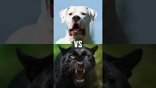 Black panther vs white lion, tiger and wolf 😱😱🥵#lion #tiger #wolf #shorts