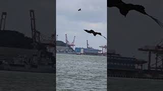 基隆港的黑鳶 #eagles