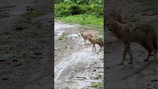Fox 🦊 Dikh Gayi Sourav Joshi Ko !! #souravjoshivlogs #souravjoshiminivlog #automobile #funny